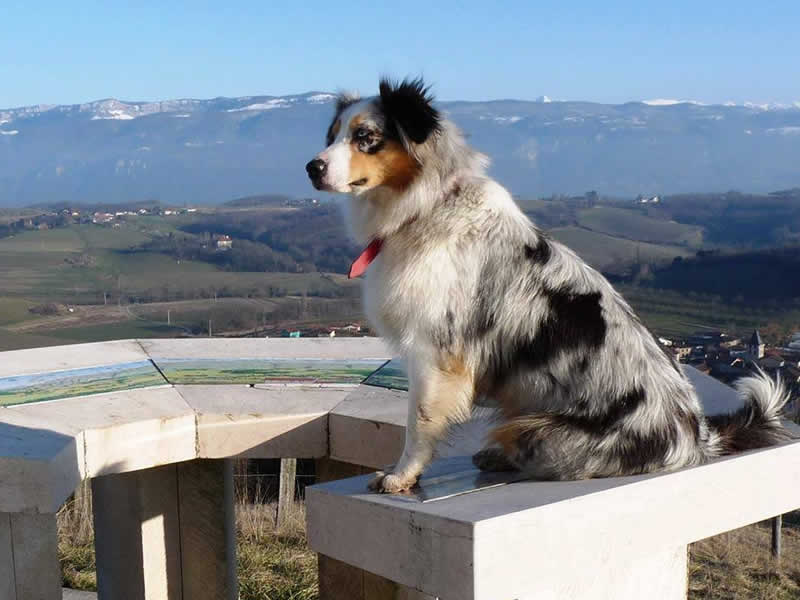 an australian shepherd sitting on an orientation table with the vercors in the background dog breeding