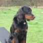 un chien assis sur un agrée de la tribu avec sa médaille