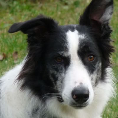 profile of a black and white border collie ears in the air dog school