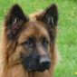 dog ears up light brown breeding altdeutscher schäferhund