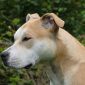 Profilhund weiße Schnauze hellbraune Ohren in Praktikum beim Stamm von dana