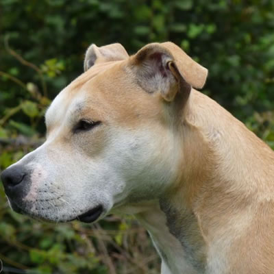 dog in profile with white muzzle and light brown ears in training at the dana tribe