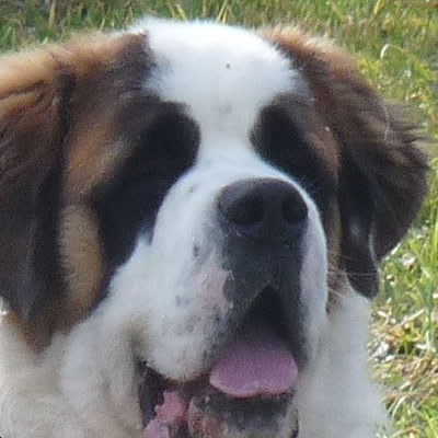 saint bernard guele ouverte éduquer son chien