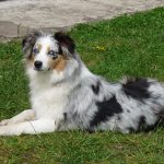 Habby couché dans l'herbe devant la terrasse élevage bergers australiens élevage de chien