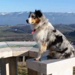 Habby the dog sitting on an orientation table in front of the Australian Shepherd Mountain