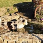 Habby badet im Teich Australische Schäferhundezucht Hundezucht