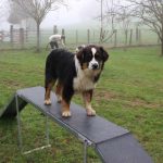 éduquer son chien école du chiot
