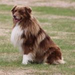 The Max sitting in the grass breeding Australian shepherds