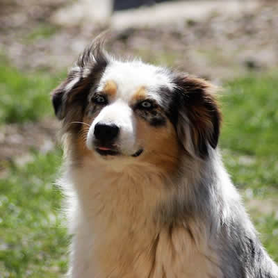 Habby un berger australien acheter un chien éduqué elevage de chien