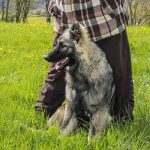Moon de l'élevage altdeutscher schäferhund assise dans le pré