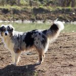 Janis in front of the river Australian shepherds dog breeding