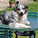 Janis couchée sur la table