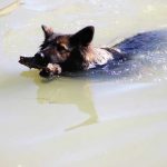 L&#039;Kiss bringt ein Geweih aus dem Fluss zu seinem Hundetrainer zurück Zucht altdeutscher Schäferhund