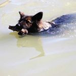 L&#039;Kiss brings a wood from the river to his dog trainer altdeutscher schäferhund