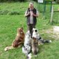 laurent loizzo éducateur de chiens avec ses 4 bergers australiens