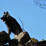 Madiba auf dem Gipfel der Zuchtsteine altdeutscher schäferhund