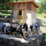 trois bergers australiens qui boivent dans le bassin élevage de chien élevage bergers australiens