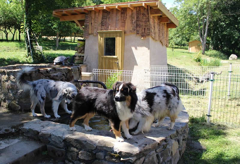 La Tribu de Dana : Elevage de chiens en Rhône-Alpes