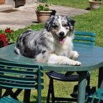 ein erzogener Australischer Schäferhund sitzt auf einem Outdoor-Tisch