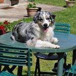 a trained Australian shepherd sitting on an outdoor table