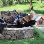 les chiens de la tribu de Dana en train de boire dans le bassin du parc