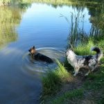 Baden für einen Ausflug eines Australischen Schäferhundes und eines Altdeutschen Schäferhundes vom Dana-Stamm