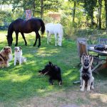 hunde aus der zucht des dana-stammes sitzen im gras mit weißen und braunen pferden