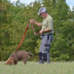 Australian shepherd breeding