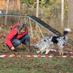 élevage bergers australiens acheter un chien éduqué