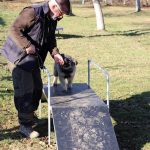 Hundezucht Welpenschule