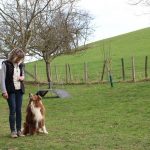 züchten Australische Schäferhunde kaufen einen ausgebildeten Hund