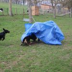 seinen Hund erziehen Welpenschule