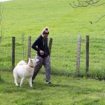 puppy school dog education