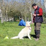 dog education dog breeding