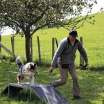 élevage de chien élevage bergers australiens