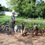 élevage de chien élevage bergers australiens