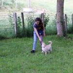 éducation canine école du chiot