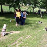 Welpenschule Hundeerziehung