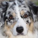 Australian Shepherd