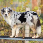 Australian Shepherd