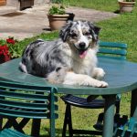 Australian Shepherd