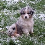 Australian Shepherd