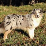 Australian Shepherd