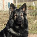 Owczarek niemiecki w starym typie - Altdeutscher Schäferhund