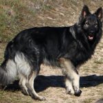 Old type German Shepherd - Altdeutscher Schäferhund