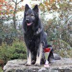 Berger allemand ancien type - Altdeutscher Schäferhund