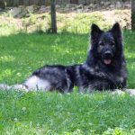 Old type German Shepherd - Altdeutscher Schäferhund