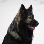 Old type German Shepherd - Altdeutscher Schäferhund