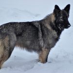Old type German Shepherd - Altdeutscher Schäferhund