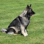 Old type German Shepherd - Altdeutscher Schäferhund